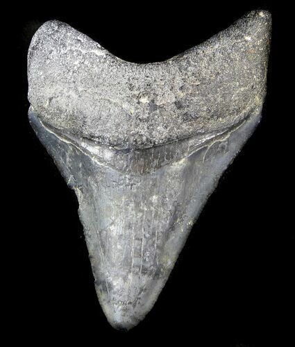 Juvenile Megalodon Tooth - Venice, Florida #36671